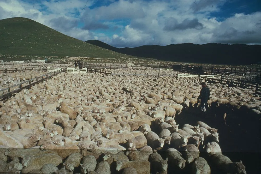 Sheep station near Lake Taupo, New Zealand