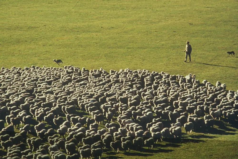 Minarets sheep station, New Zealand