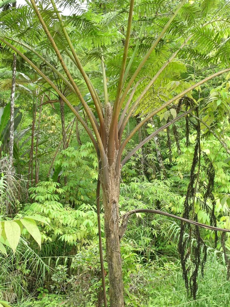 Cyathea lunulata