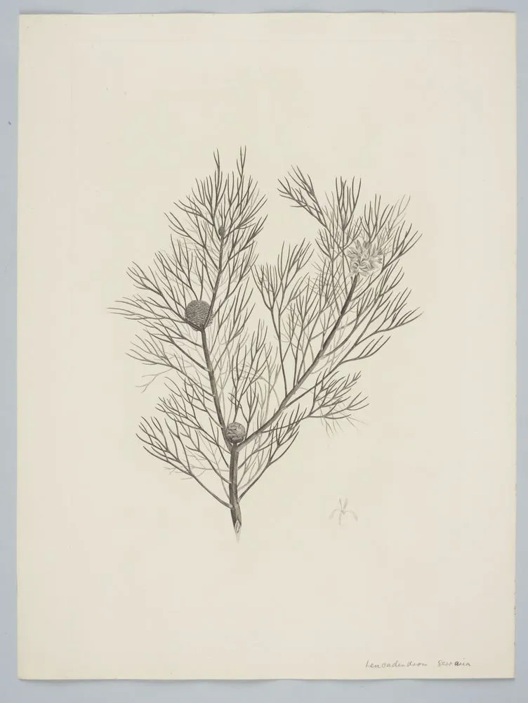 Isopogon anethifolius (Salisbury) J. Knight