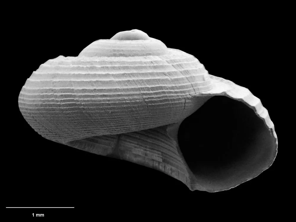 marine snail, Spectamen exiguum (B. Marshall, 1999)