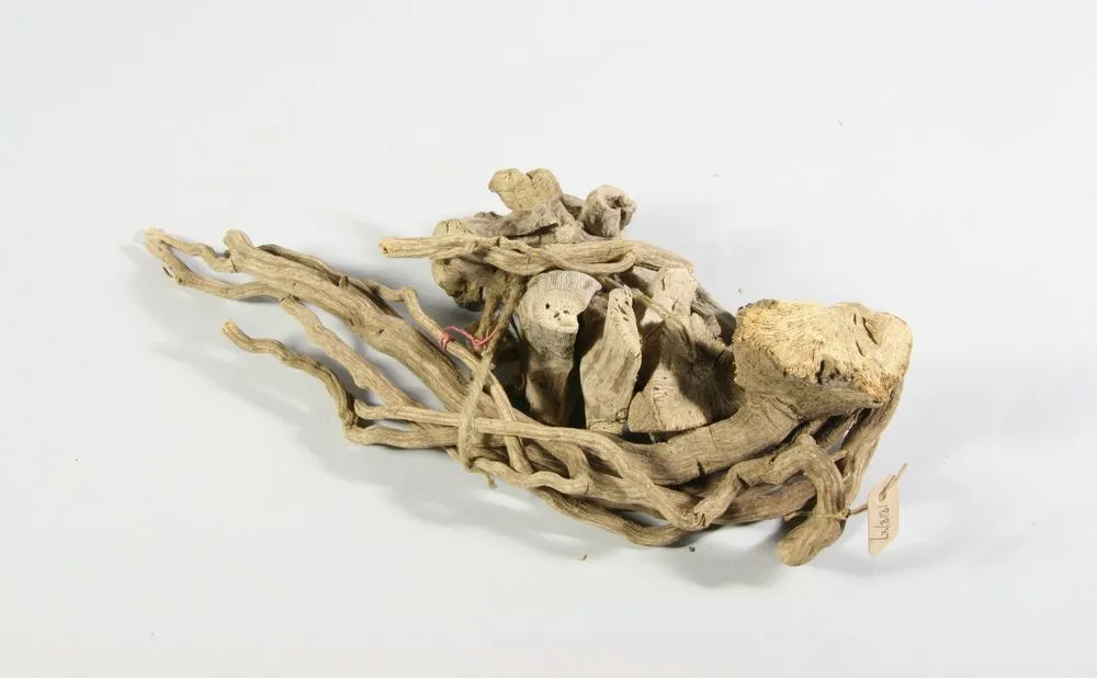 Kava root