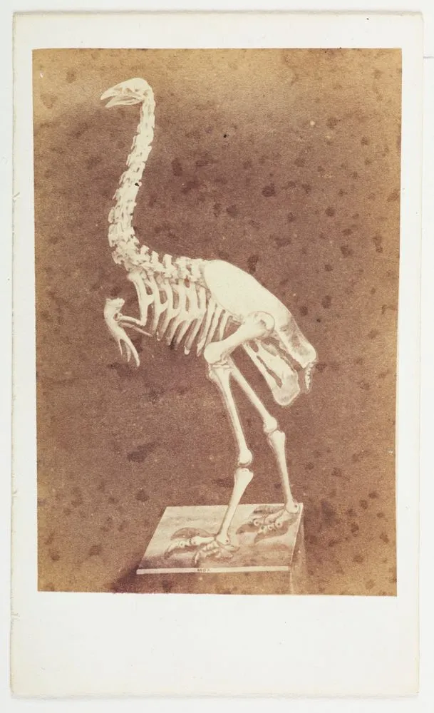 Dinornis (Moa) skeleton