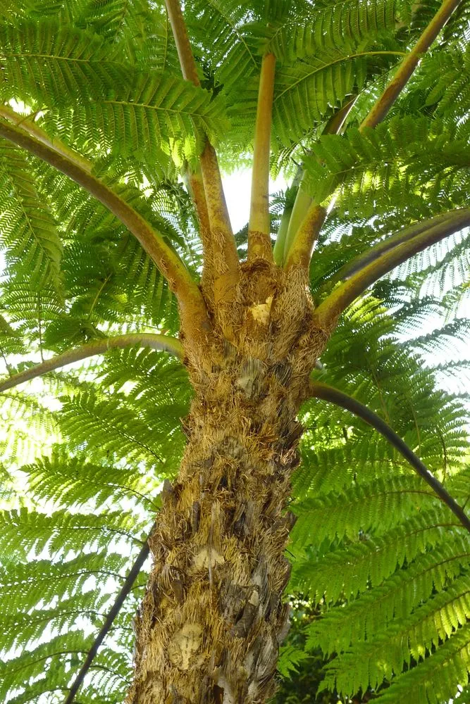 Cyathea intermedia (Mett.) Copel.