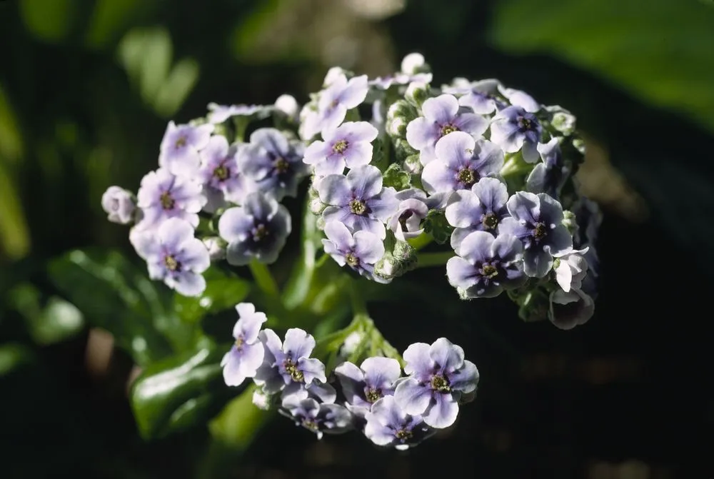 Myosotidium hortensia (Chatham forget-me-not) - Cultivated