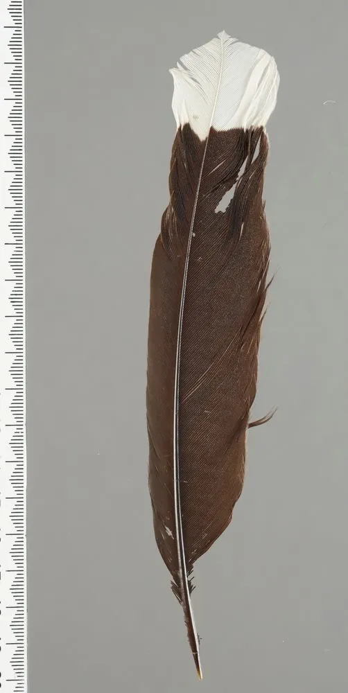 Huia feather