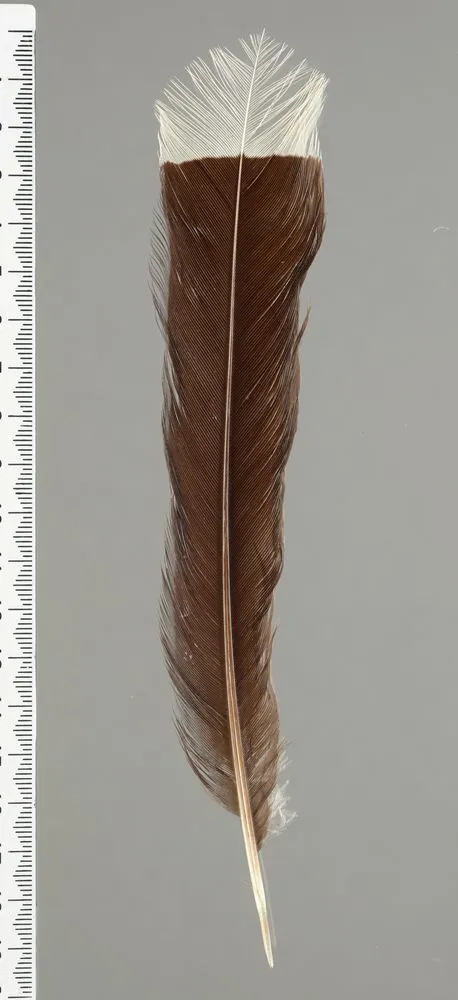 Huia feather