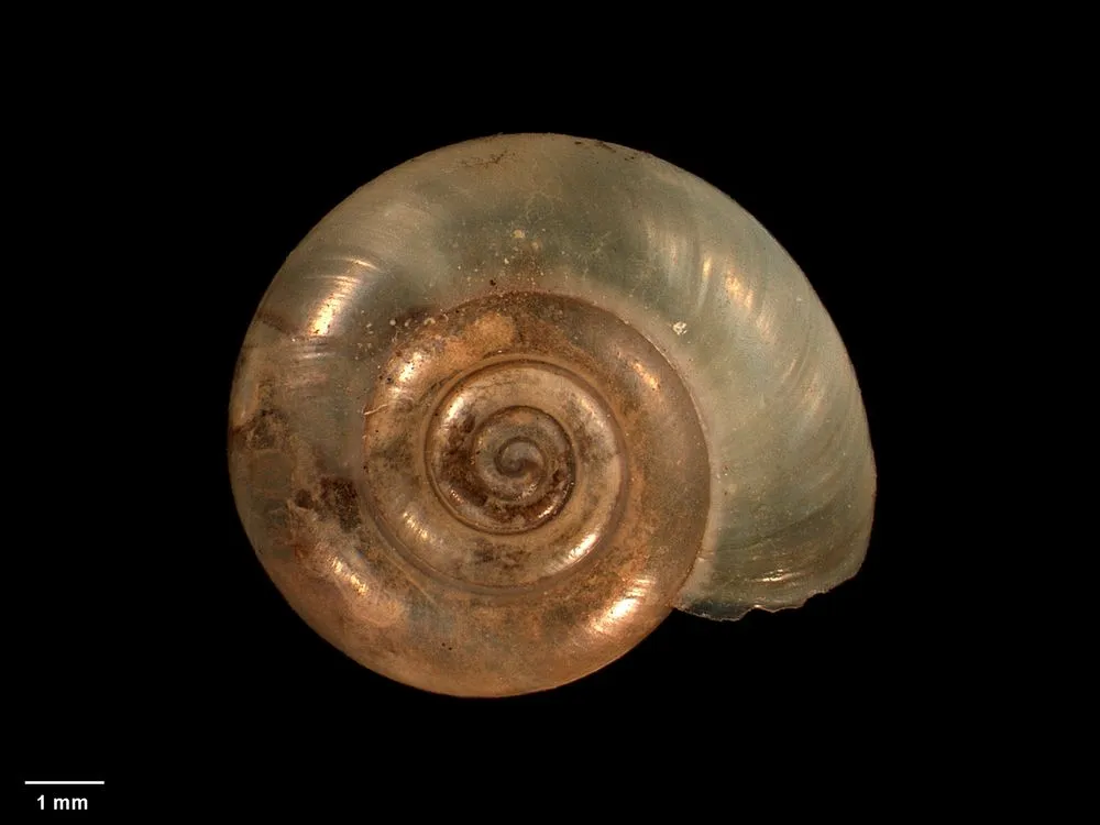 land snail, Flammulina alpina Suter, 1904