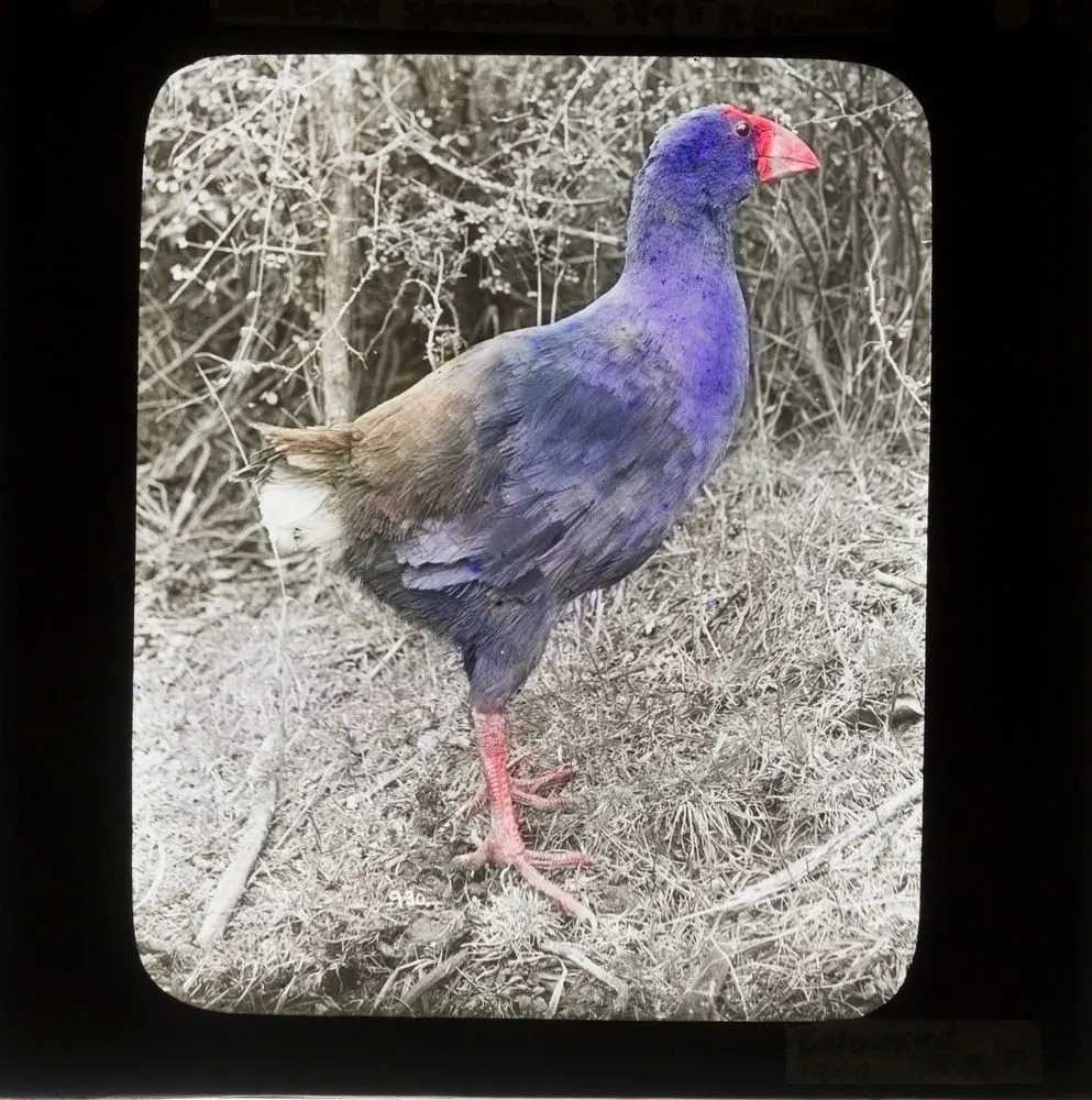 Notornis / Takahe, Dunedin 1895