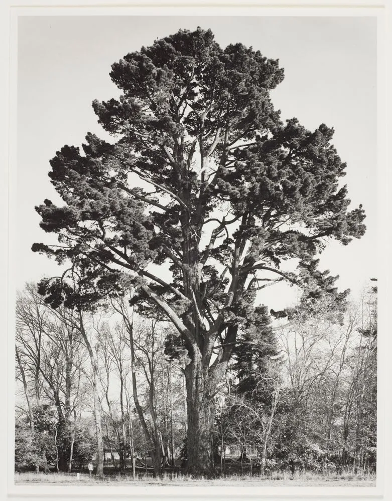 The Grey Tree, large Monterey pine at Geraldine