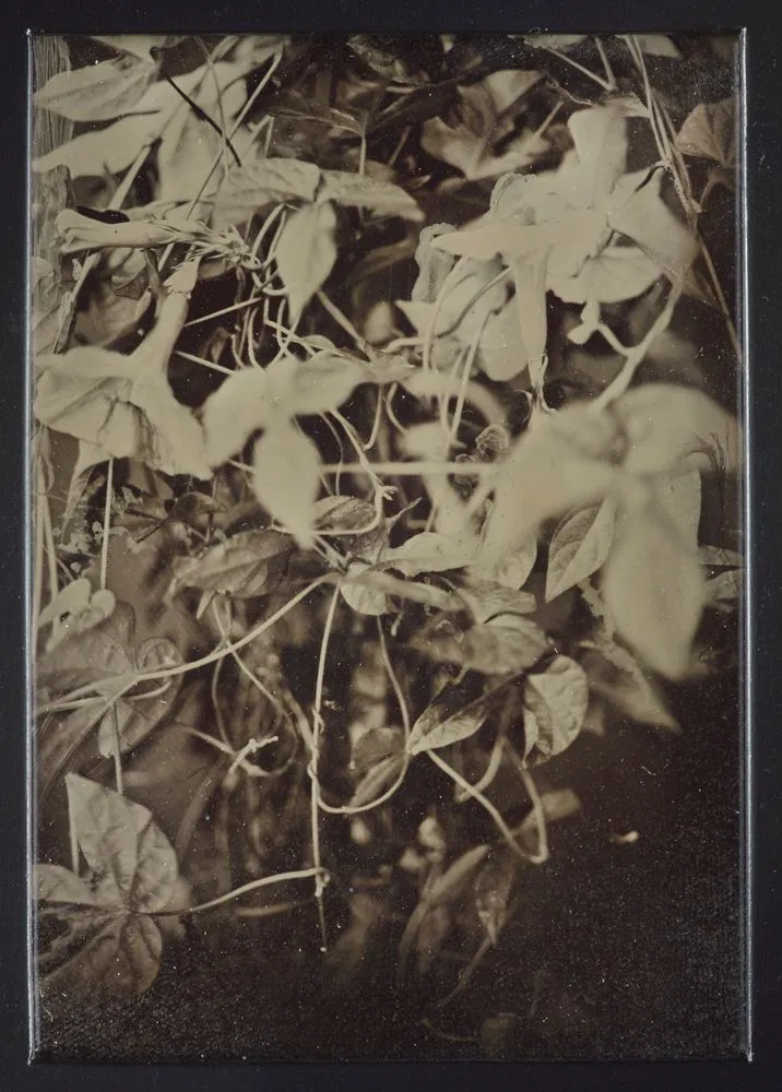 Tlililtzin. From the series: Sacred botanical