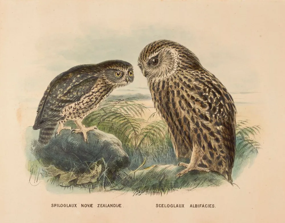 Morepork (Ruru) and Laughing owl (Whekau) (Spiloglaux Novae Zealandiae/ Sceloglaux albifacies).