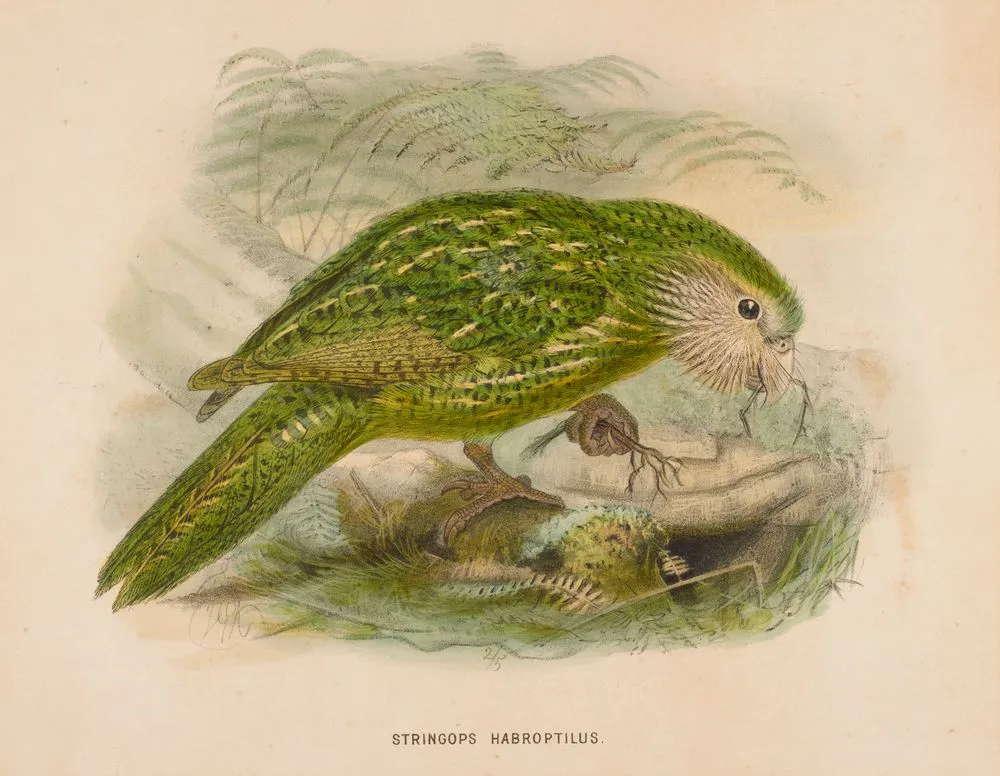 Stringops habroptilus. Known today as Kakapo (Strigops habroptilus)