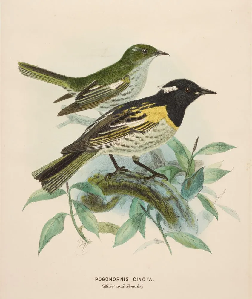 Stitchbird. Pogonornis cincta (male and female)