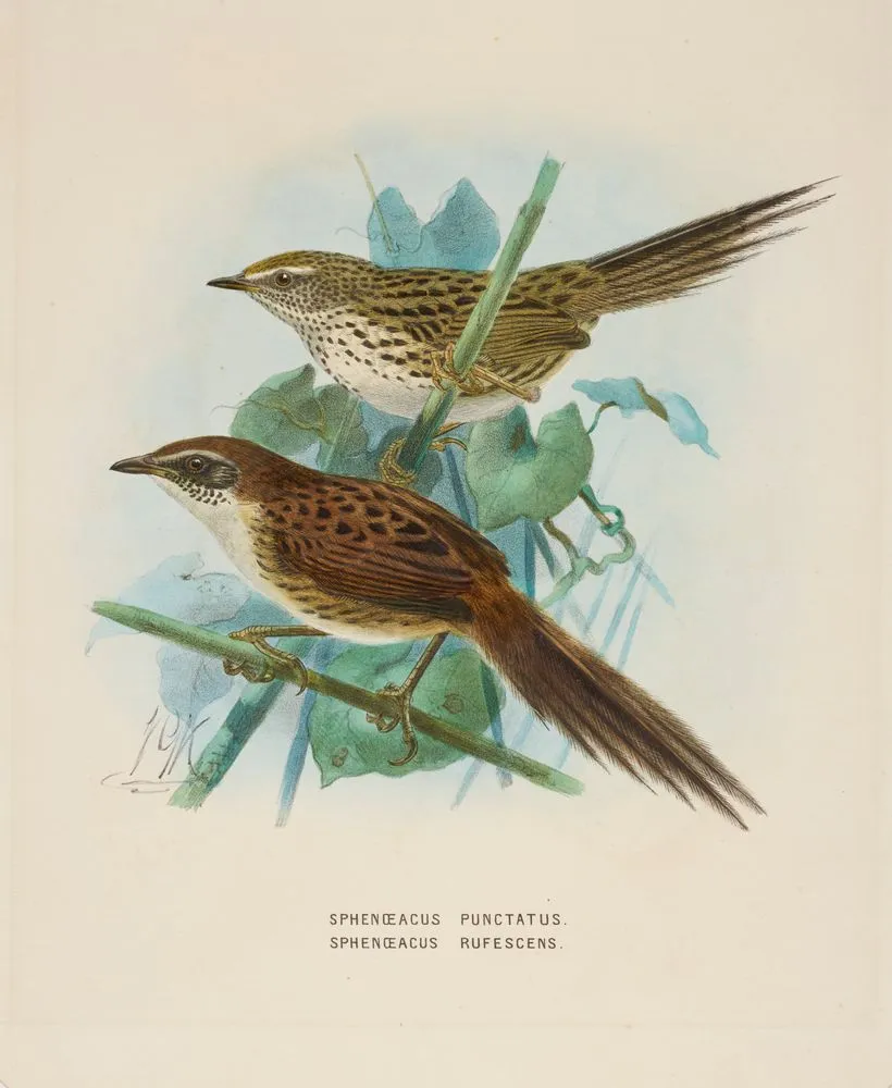 Fernbird (Sphenoeacus punctatus)/ Chatham Islands fernbird (Spenoeacus rufescens)