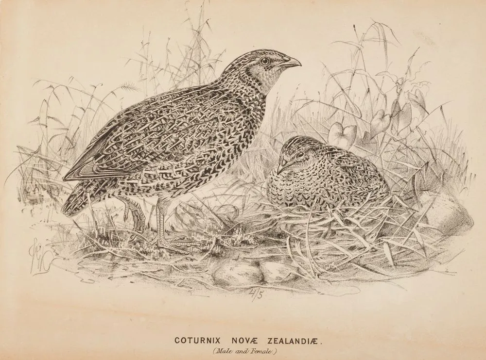 The quail (male and female) Coturnix Novae Zelandiae