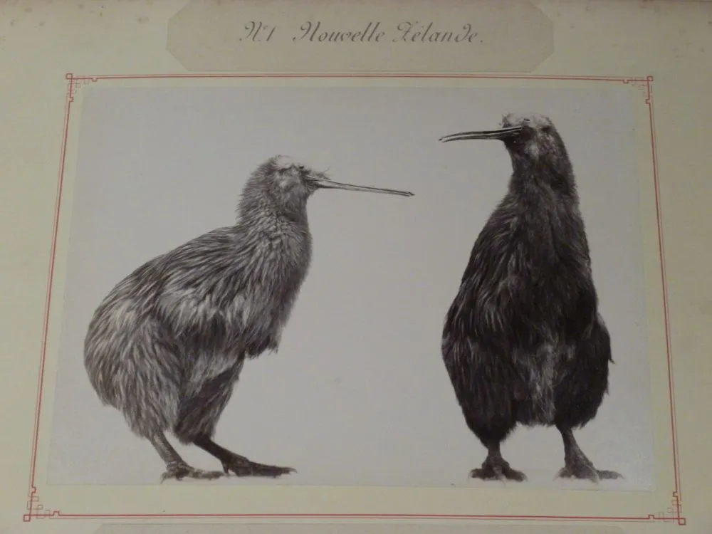 Kiwi