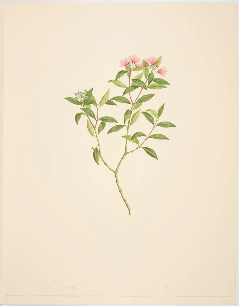 Metrosideros umbellata Cavanilles; Plate 446