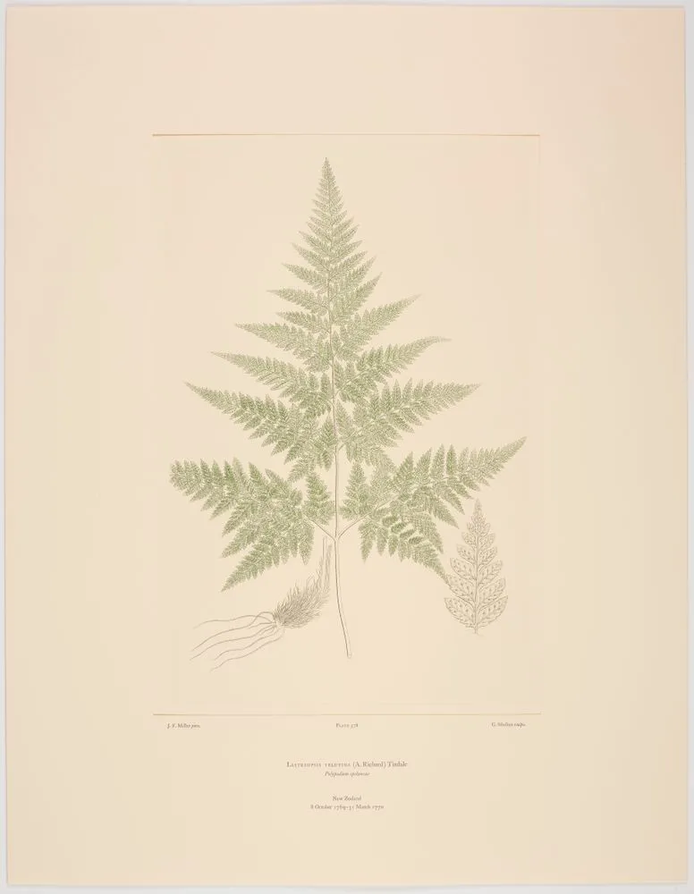 Lastreopsis velutina (A. Richard) Tindale; Plate 578