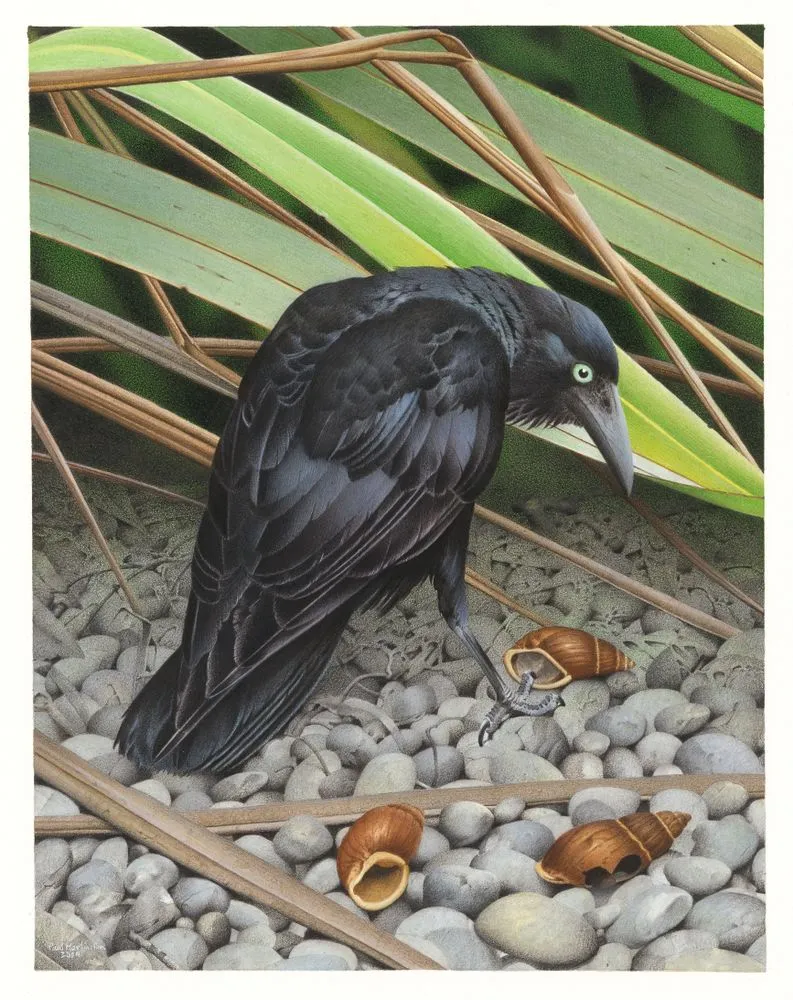 New Zealand Raven. Corvus antipodum. From the series: Extinct Birds of New Zealand.