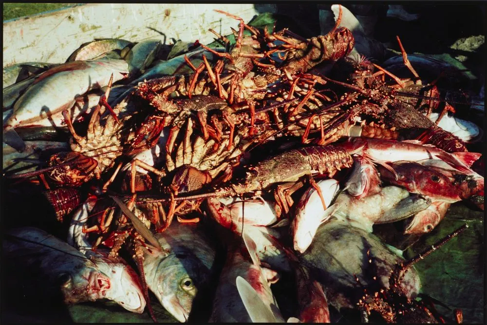 The fisherman's catch; crayfish, wheke, snapper and shark. From: Te iwi o te wahi kore