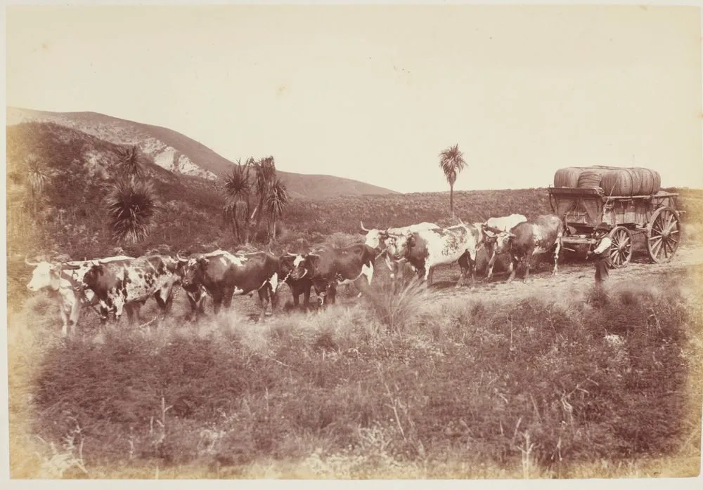 Bullock Team and Wool Waggon, Cheviot. From the album: Scenes of New Zealand