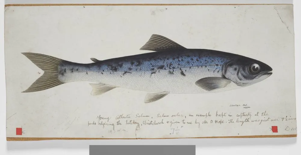 Young Atlantic salmon, Salmo salar