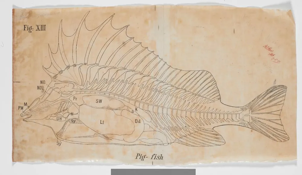 Fig. XIII. Sagittal section of pig-fish: viscera intact.