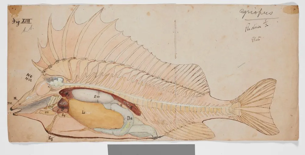 Fig. XIII Sagittal section of pig-fish : viscera intact