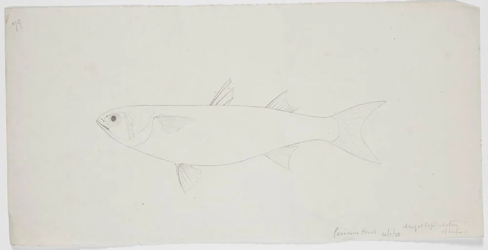 Mugil cephalotus Fish from Porirua Harbour