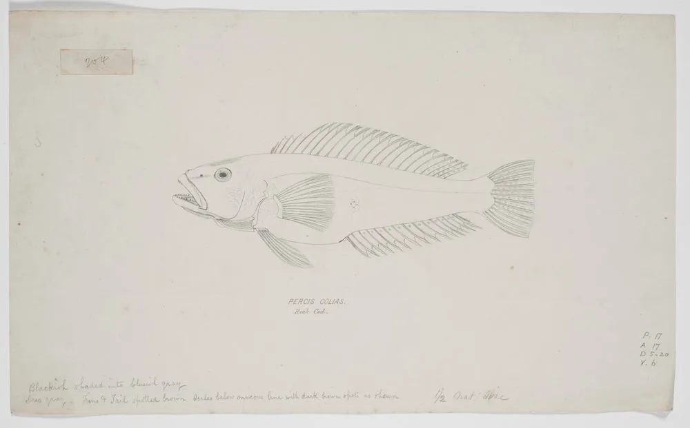 Percis colias. Rock cod