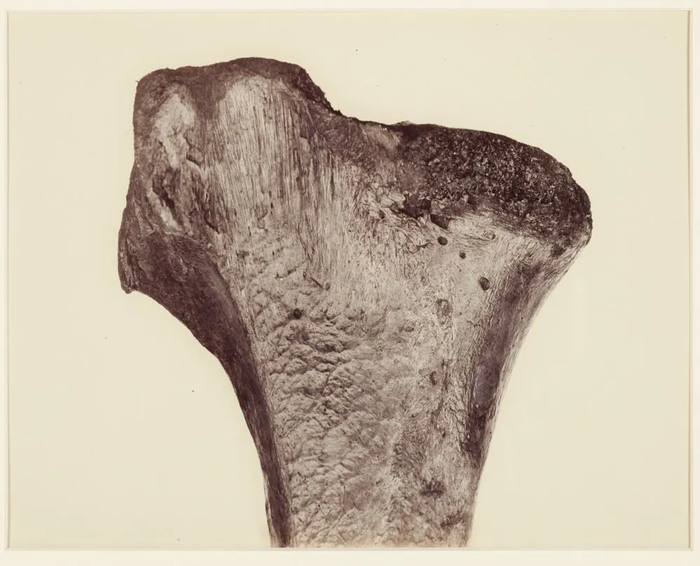 Upper end of a tibia D. Maximus, Moa