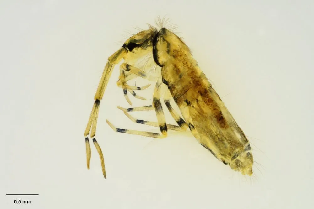 Promesira elongata Salmon, 1944