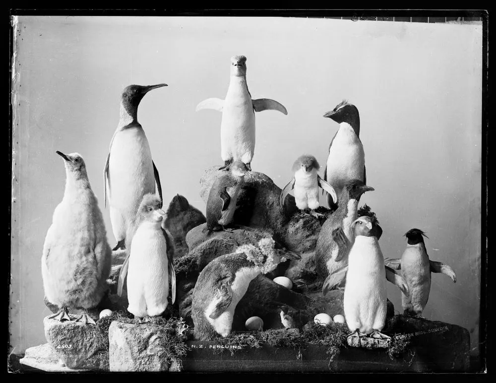 New Zealand penguins