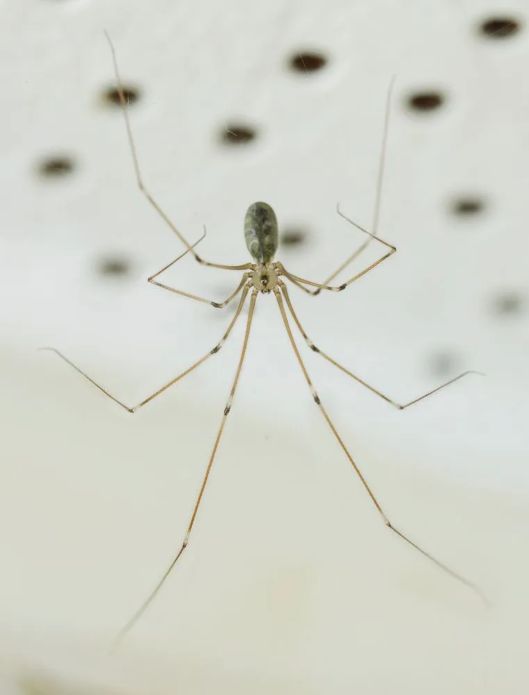 Daddy long-legs spider
