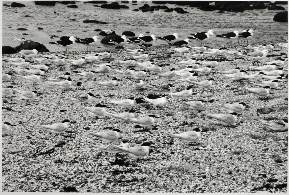 Birds, Chatham Islands