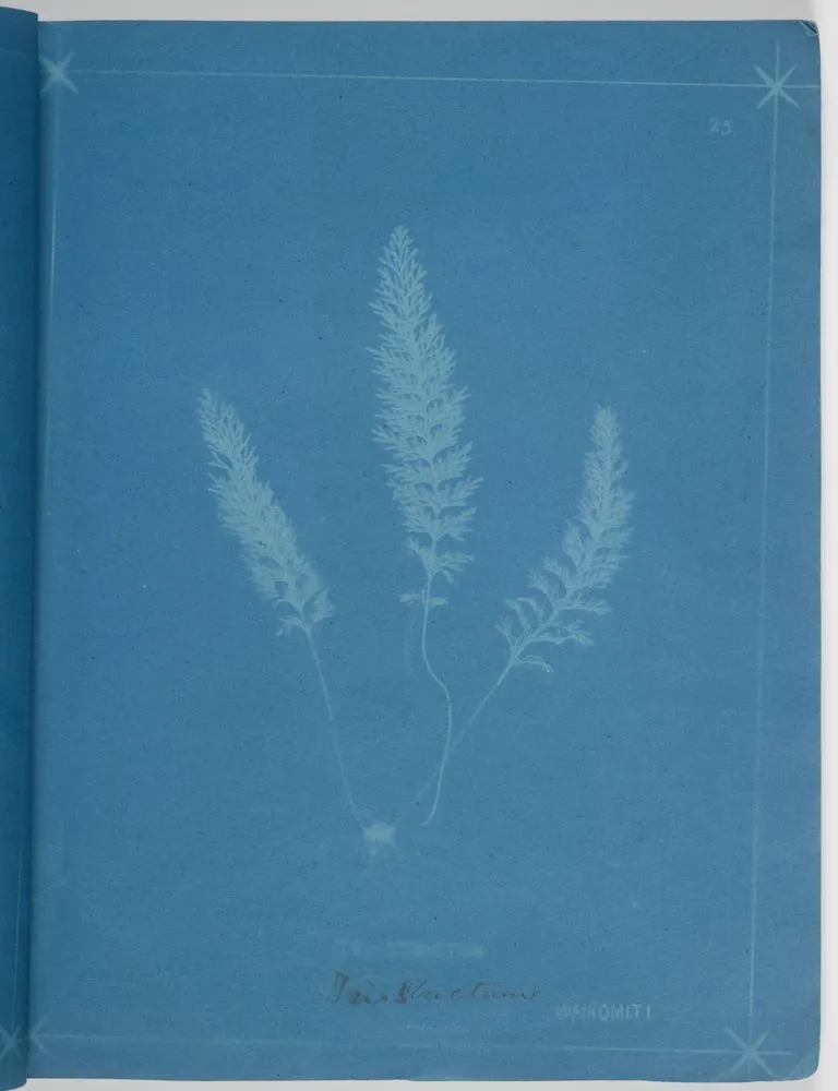 Fern. From the album: New Zealand Ferns. 167 Varieties