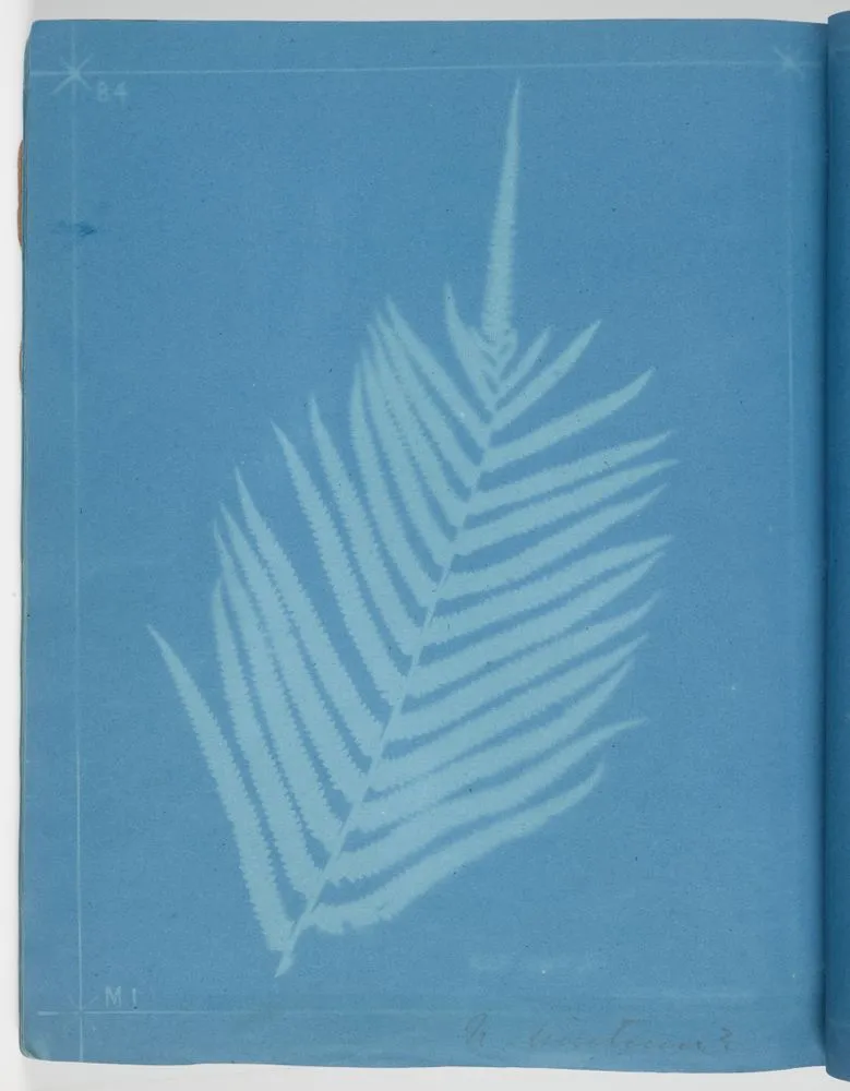 Fern. From the album: New Zealand Ferns. 167 Varieties