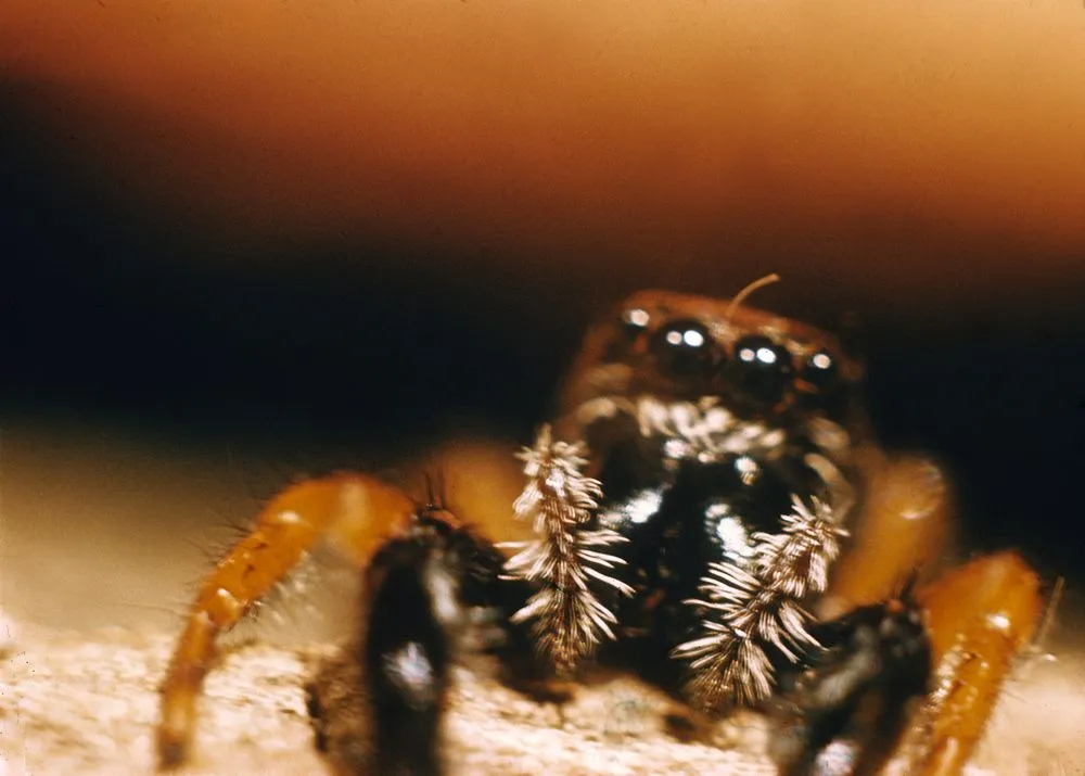 Eyes of Leaping Spider