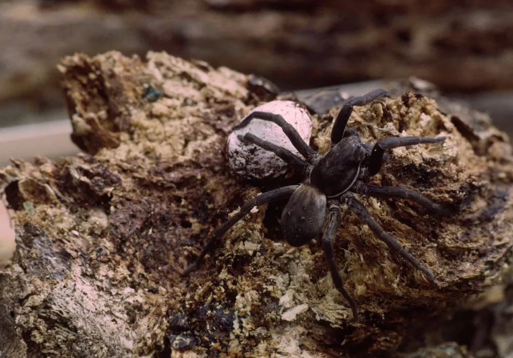 Big Wolf Spider from Maud Island, Pelorus Sound