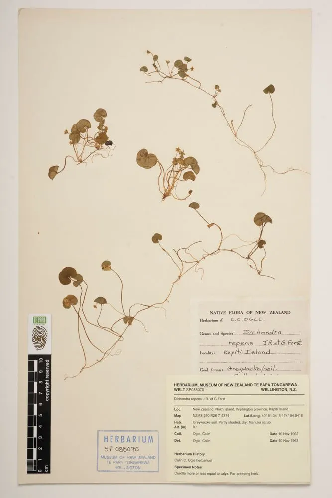 mercury bay weed, Dichondra repens J.R.Forst. & G.Forst.