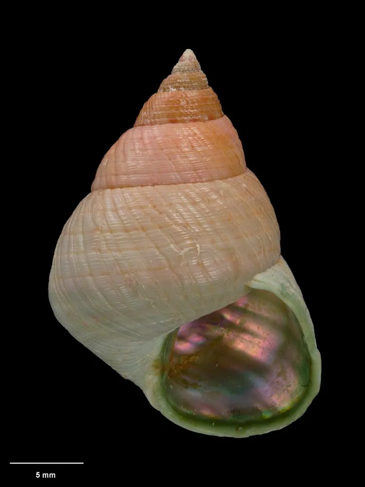 Mollusc taxa