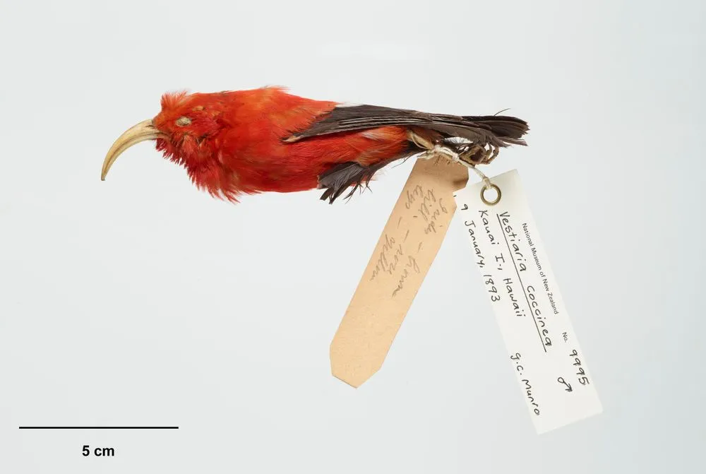 Hawaiian Honeycreepers, Vestiaria coccinea