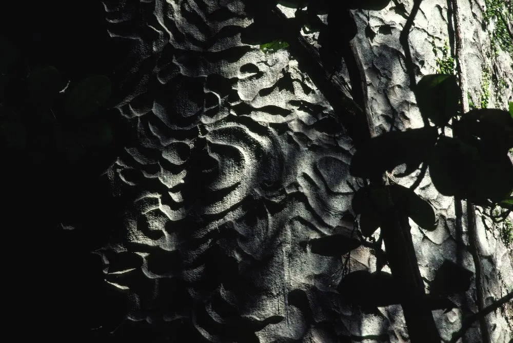 New Zealand: Trees. Kauri Bark