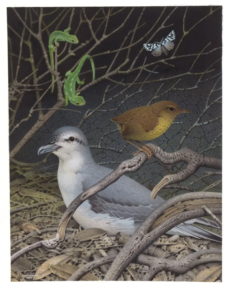 Lyall's Wren. Traversia lyalli. From the series: Extinct Birds of New Zealand.