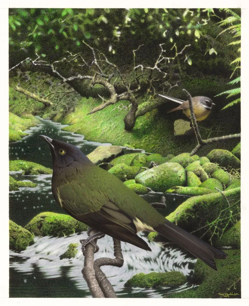 Chatham Island Bellbird / Komako. Anthornis melanocephala. From the series: Extinct Birds of New Zealand.