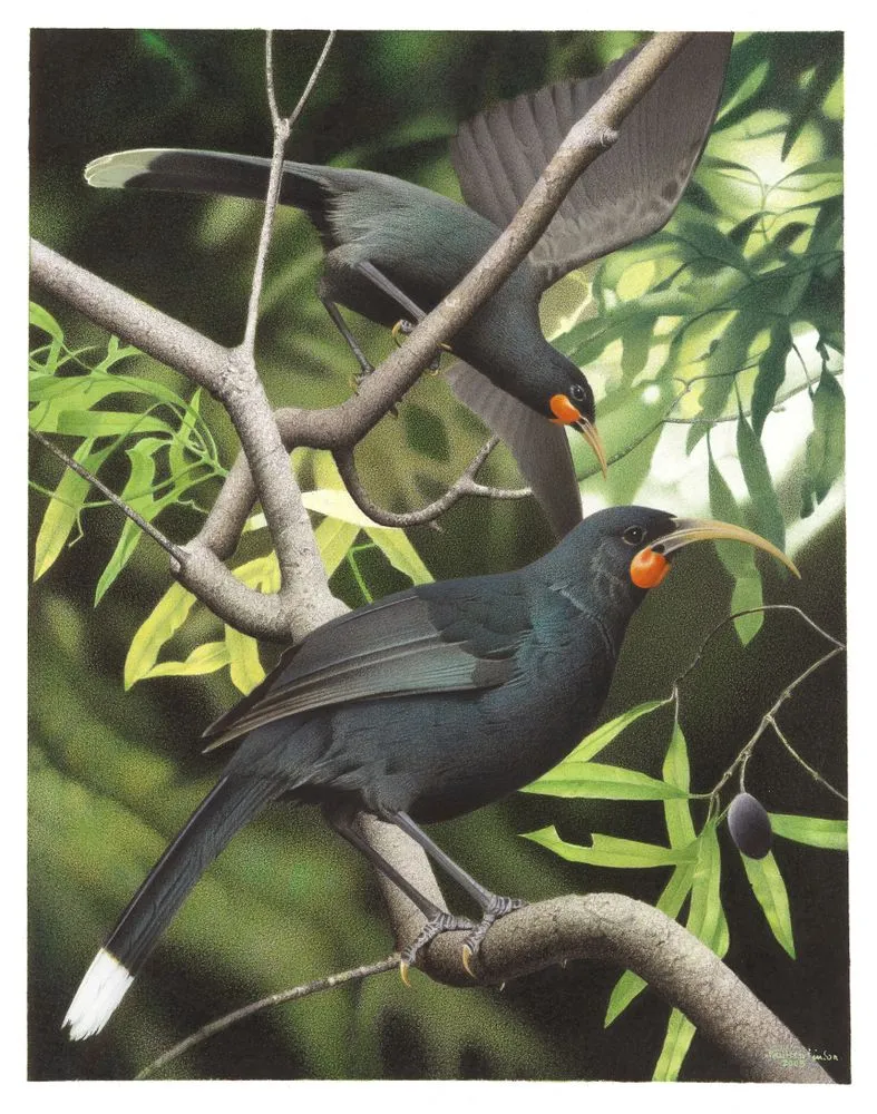 Huia. Heteralocha acutirostris. From the series: Extinct Birds of New Zealand.