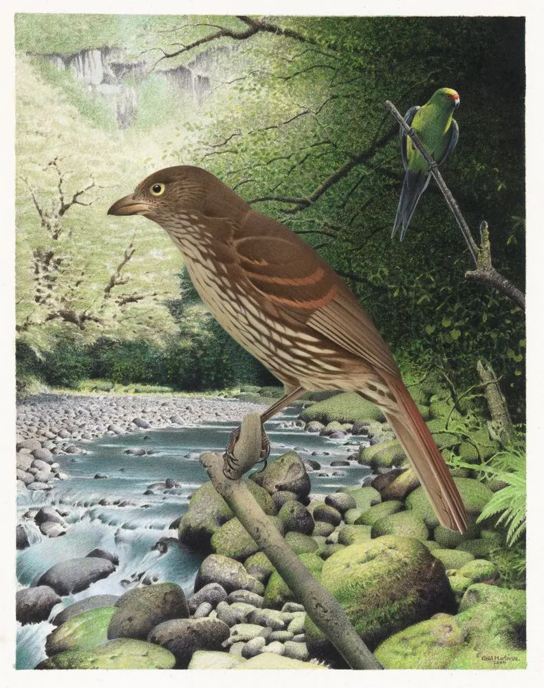 South Island Piopio. Turnagra capensis. From the series: Extinct Birds of New Zealand.