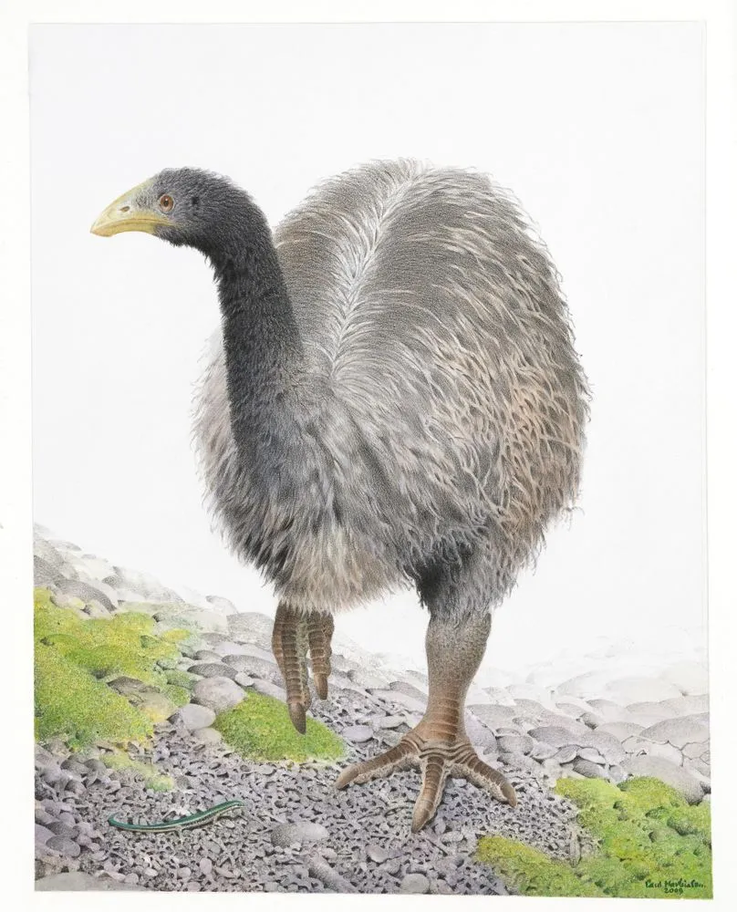 Heavy-footed Moa. Pachyornis elephantopus. From the series: Extinct Birds of New Zealand.