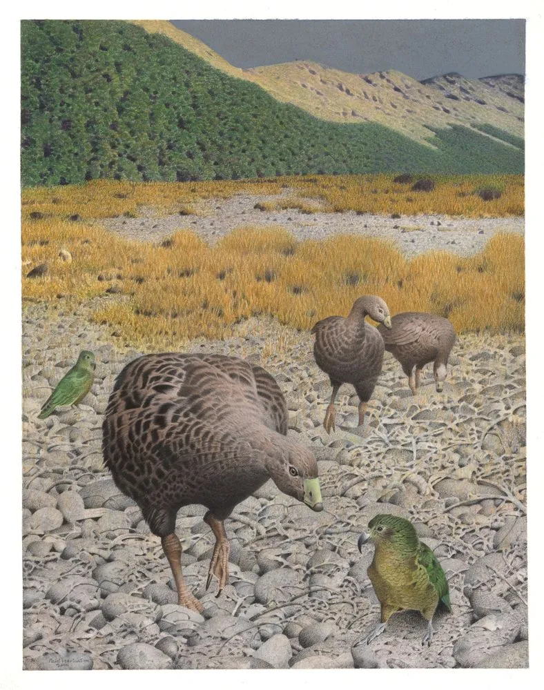 South Island Goose. Cnemiornis calcitrans. From the series: Extinct Birds of New Zealand.